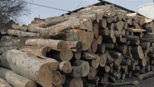 Pile of Cut Tree Logs in Rural Area