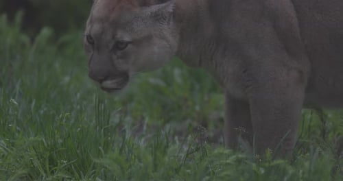 Beautiful Puma in Spring Forest