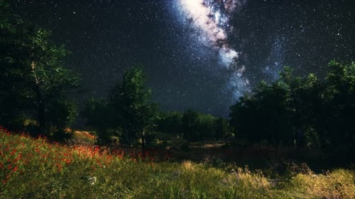 Green Trees Woods In Park Under Night Starry Sky