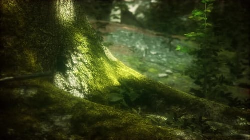 Tree with Moss on Roots in a Green Forest
