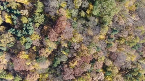 Aerial view of autumn colored trees in the forest