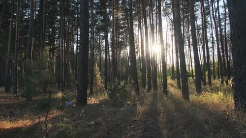 Summer Forest at Sunset