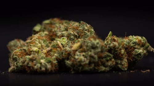 Close Up of Cannabis Buds Against Dark Background