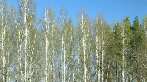 Birch Trees Dolly Shot