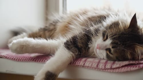 Fluffy Cat Sleeping Peacefully on a Window Sill