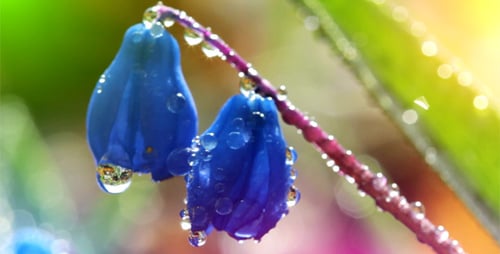 Spring Flowers