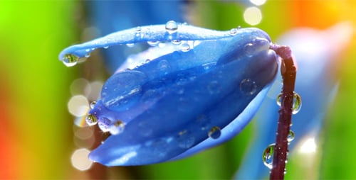 Frühlingsblumen 2