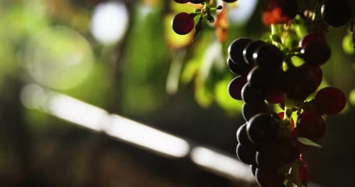 Close-up of red wine grapes