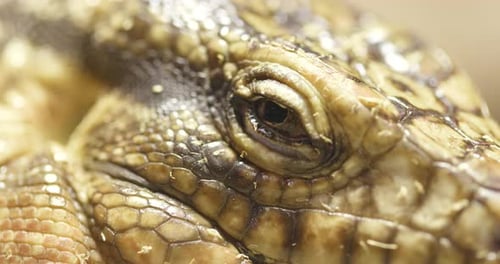 Lizard