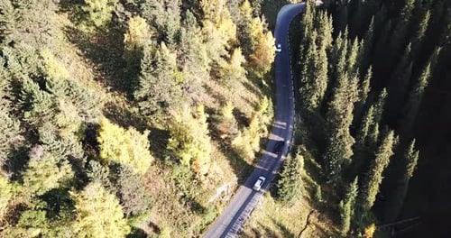 The Car Is Driving on a Road in the Forest
