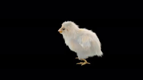 Animated Realistic Chick Standing Isolated 3D Rendering