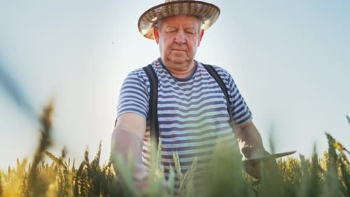 Farmer Agronomist in Field Touches Wheat Ears with His Hands and Checks Crops with Help Using