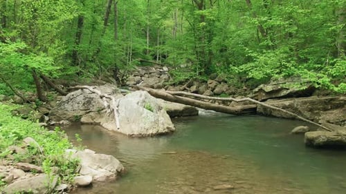 Rocky River Im Wald