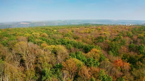 Top autumn wood. Beautiful nature background. Autumn forest with colorful trees.