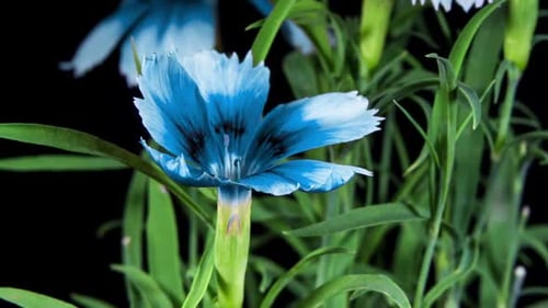 Blue Carnation Flower Blooming close-up in Time Lapse on a Black Background