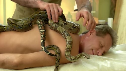 Esthéticienne masculine mettant un serpent sur le dos d'un