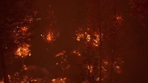 Grandes llamas de incendios forestales en la noche