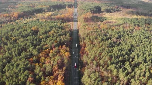 Car road in autumn wood