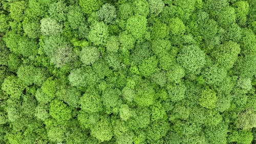 Vista aérea da floresta decídua no verão