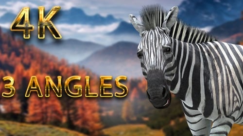 Zebra frisst aus 3 verschiedenen Winkeln