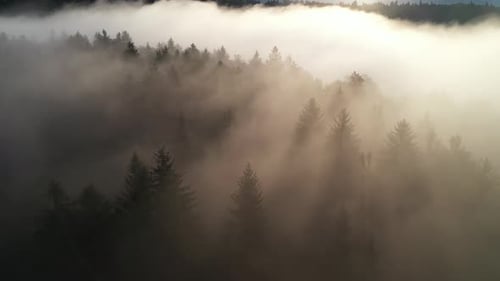 Misty Forest Fog