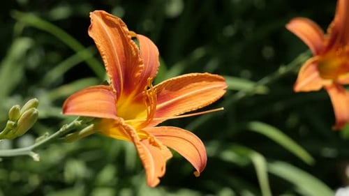 Hemerocallis fulva Gartenpflanze Nahaufnahme 4K 2160p 30fps UltraHD-Aufnahmen - Taglilie schöne Blume