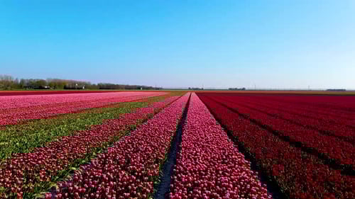 Beautiful Tulip Fields in the Netherlands During Spring Drone Aerial View of Tulip Fields Drone
