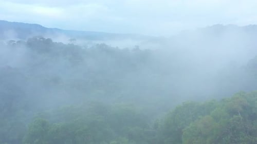 Aerial view of a in fog covered rainforest that opens up to reveal the forest