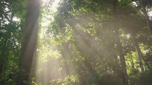 Sunbeams Pour Through Trees In Misty Forest