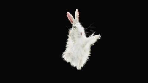 Animated White Rabbit Standing and Waving Alpha Channel