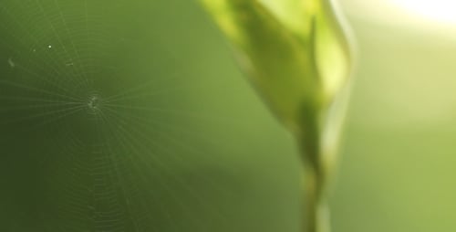 Spider Web Slider Shot 2