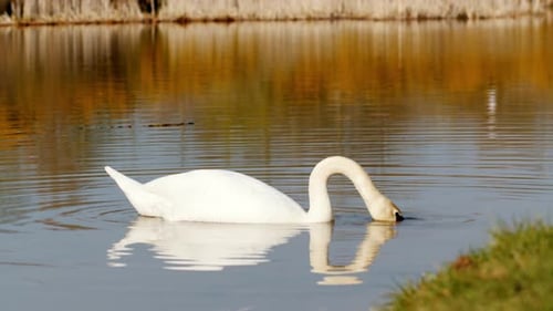 Schwan schwimmt im See.