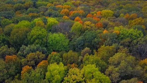 Top Down Autumn Wood. Nature Background. Aerial Top View of Autumn Forest with Colorful Trees