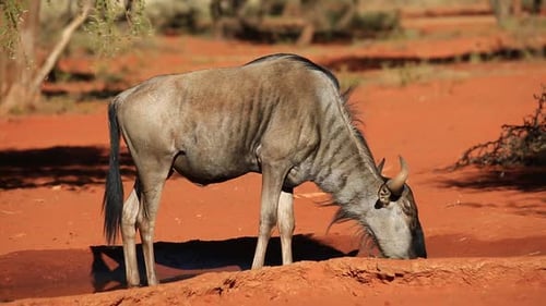 Lone Wildebeest Drinks at a Desert Waterhole