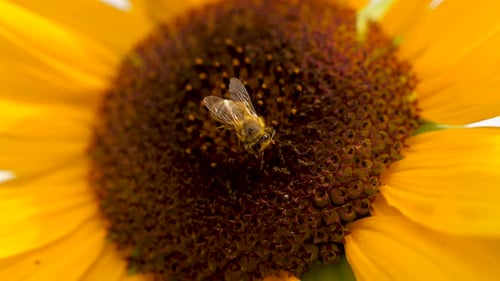 Bee Pollinating a Vibrant Yellow Sunflower