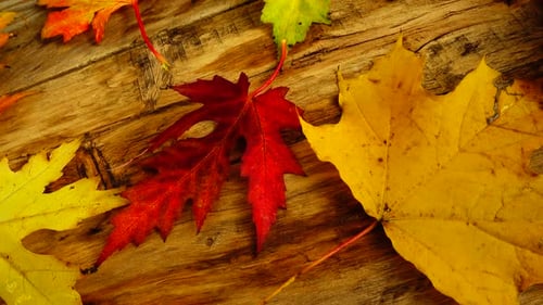 Colorful Fall Leaves Resting on Wood Background
