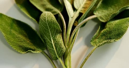 Sage herb in a tray 4k