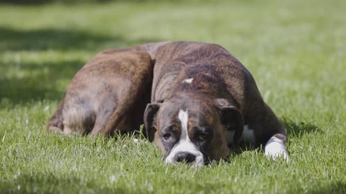 Dog Lying on Green Grass in Sunshine