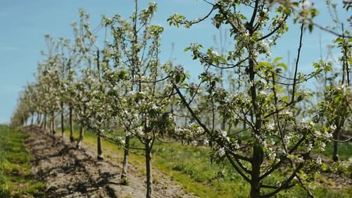 Wunderschöner blühender Obstgarten.