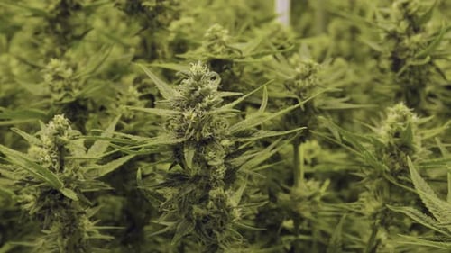 Green Lush Plant Life in an Indoor Garden