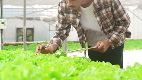 Asia guy farmer harvesting green oak from hydroponics vegetable farm in greenhouse garden.