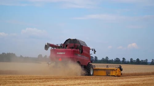 Agricultural combine harvests wheat. Modern combine harvester collects ripe wheat on big field