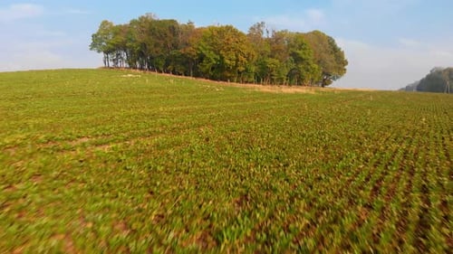 Green fields and autumn colourful trees