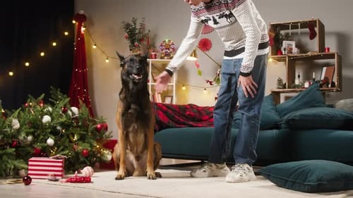 Man schimpft Malinois Barde für heruntergefallenen Weihnachtsbaum und Chaos