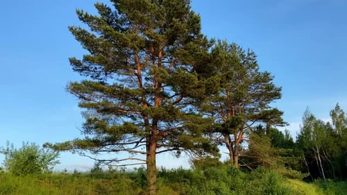Pinheiros contra o céu azul