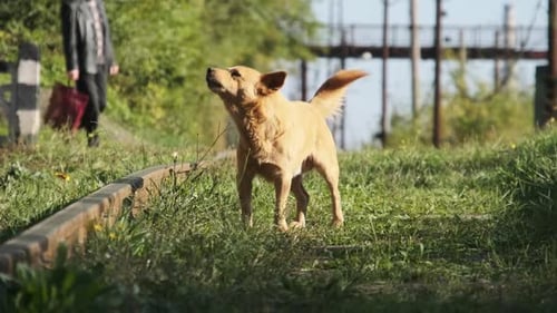 Un chien aux cheveux roux sans abri aboie les voies ferrées