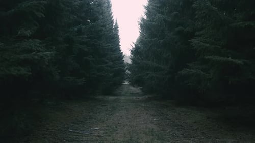 Creepy Forest Pathway
