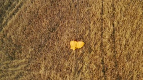 Beautiful Woman in Dress at Sunset in a Wheat Field.