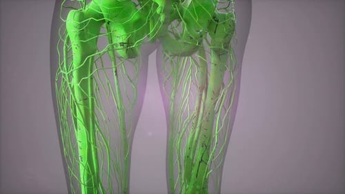 Complete Close-up View of the Skeletal System with Transparent Body