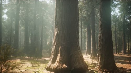 Sunset on the Giant Forest, Sequoia National Park, California